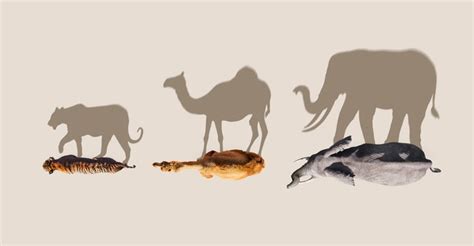 Watch Mammals 2024 SOAP2DAY Online .